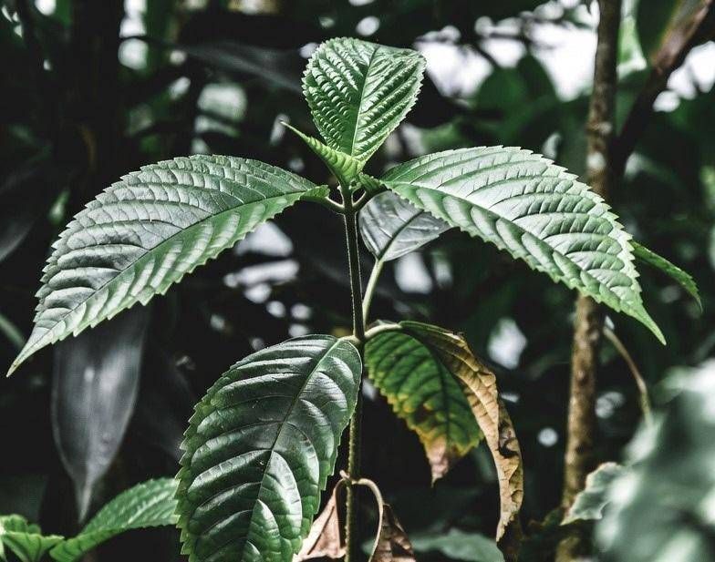 Drogues, l'usage du kratom explose aux USA : les bilans ont été multipliés par 65 en une décennie