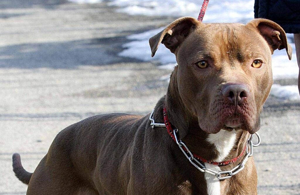 Ischia, femme mordue par un pitbull : amputée d'une jambe
