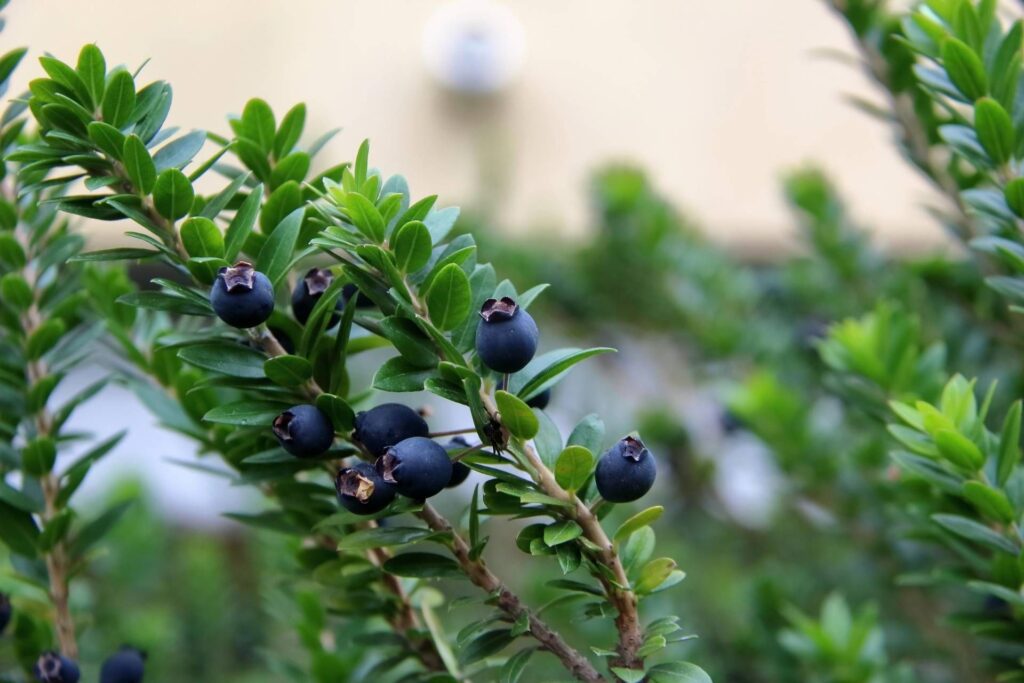 Le myrte, allié de la fertilité masculine, « protège les spermatozoïdes des poisons plastiques »