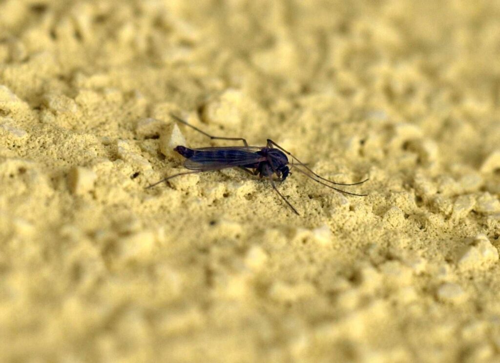 Les moustiques se réveillent avec la chaleur, experts : "Agissez immédiatement sinon il est trop tard"