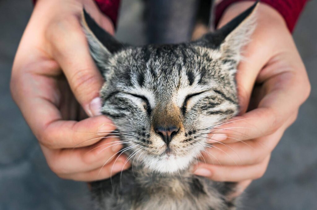 Premier vaccin à ARN pour chat, efficace contre 5 infections