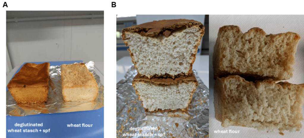 Du prototype Cnr de pain de blé sans gluten, première fois au monde