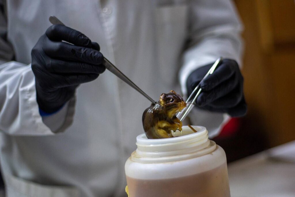 Hantavirus, les souris comme réservoir : faut-il craindre les rats en ville ?