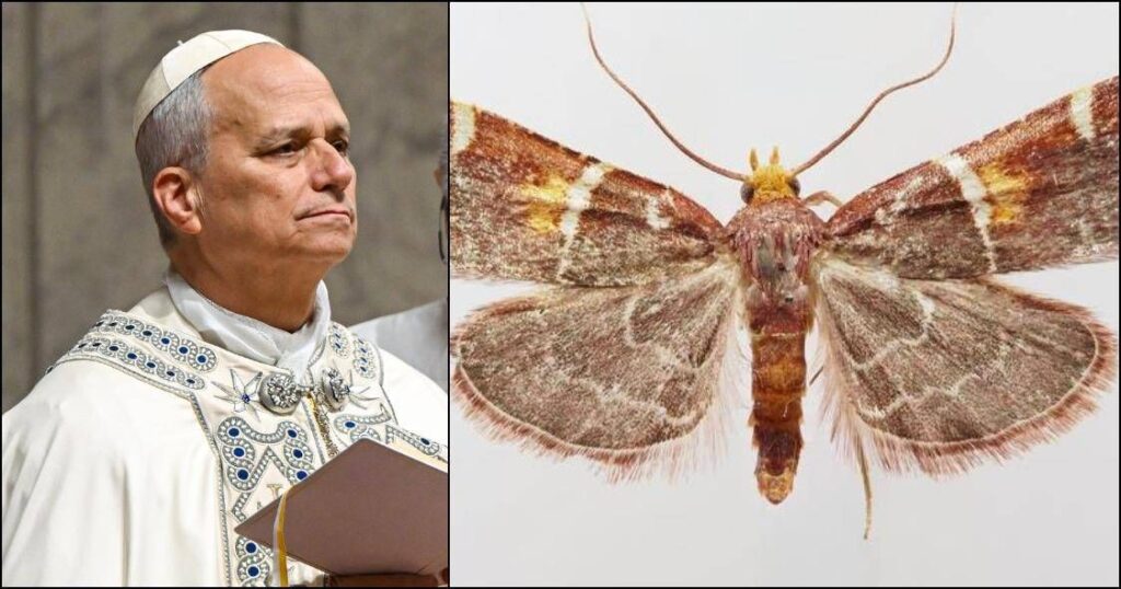 Un nouveau papillon découvert, son nom est une dédicace au pape Léon