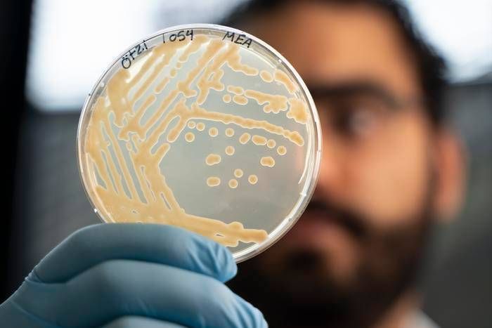Cartographie du microbiome d'Ötzi l'homme des glaces. La découverte : des super levures résistantes au froid, premier test sur pain
