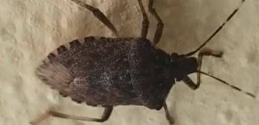 La maladie de Chagas fait peur à l'Amérique latine, environ 6 millions de personnes vivent avec cette infection parasitaire