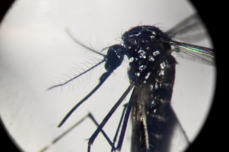 Dengue, dans les épidémies en Italie, la transmission à courte distance prévaut : dans un rayon de 400 mètres