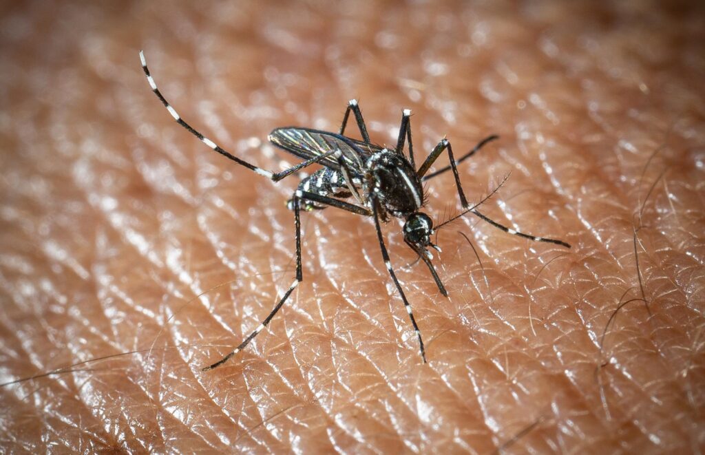L'OMS tire la sonnette d'alarme, le virus du Nil occidental se développe en Europe : 21 cas en Italie