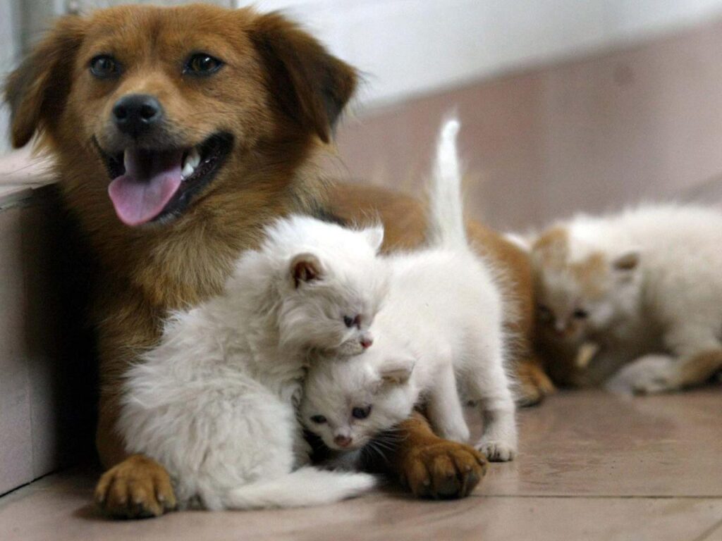 De l'eau toujours disponible et attention aux surfaces chaudes, 5 conseils pour protéger les chiens et les chats en été