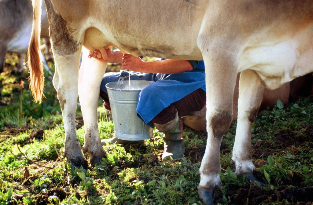 Lait cru et bactéries, les règles pour ne pas prendre de risques