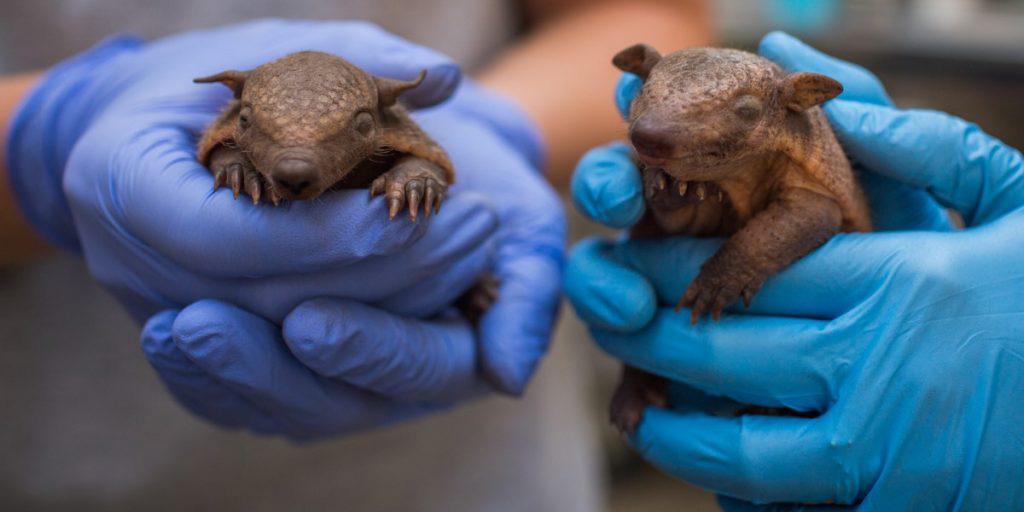Lèpre, les cas en hausse en Floride et le tatou revient sur le devant de la scène