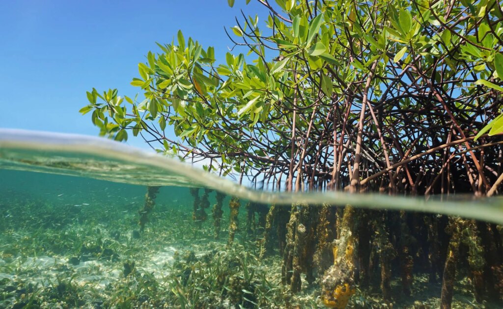 Neya plante des mangroves à Madagascar sur 2 500 hectares, équivalant à 3 300 terrains de football