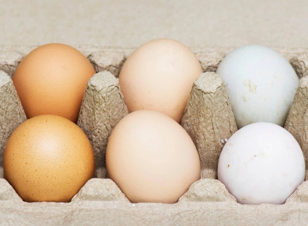 Œufs blancs ou bruns, quels sont les meilleurs ? Voici ce que dit la science