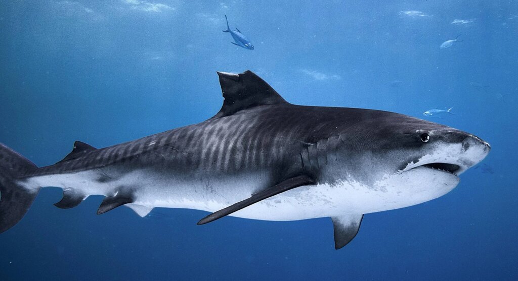 Photo avec le requin, la tendance sociale qui inquiète les Etats-Unis est populaire : "Risque d'attaques sur le rivage"
