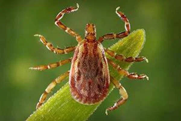 Alarme Altnv, le nouveau virus transmis par les tiques : ce qu'il faut savoir