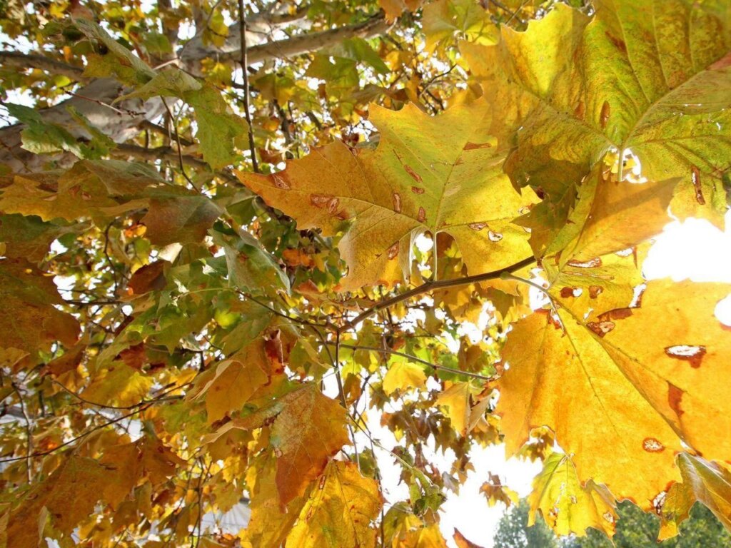 L'automne arrive, de l'immunologiste les 10 règles à table pour « rééduquer » le corps
