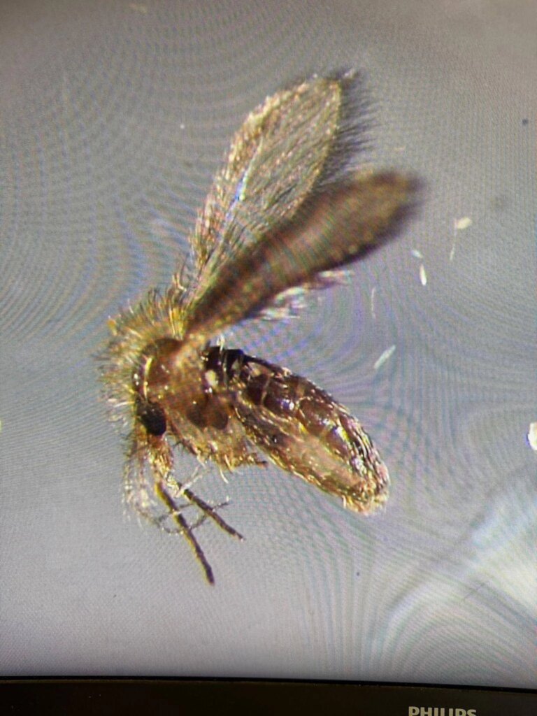 Tout sur les phlébotomes, vecteurs du virus Toscana. "De plus en plus répandu dans le Nord"
