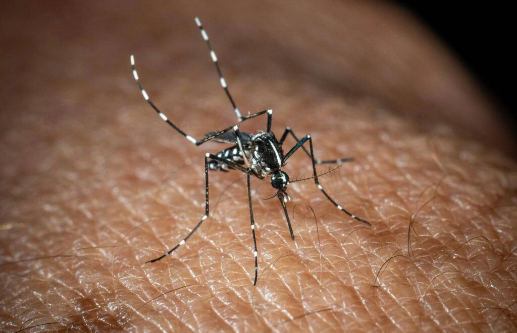 Usutu en Italie, un autre virus transmis par les moustiques : les symptômes